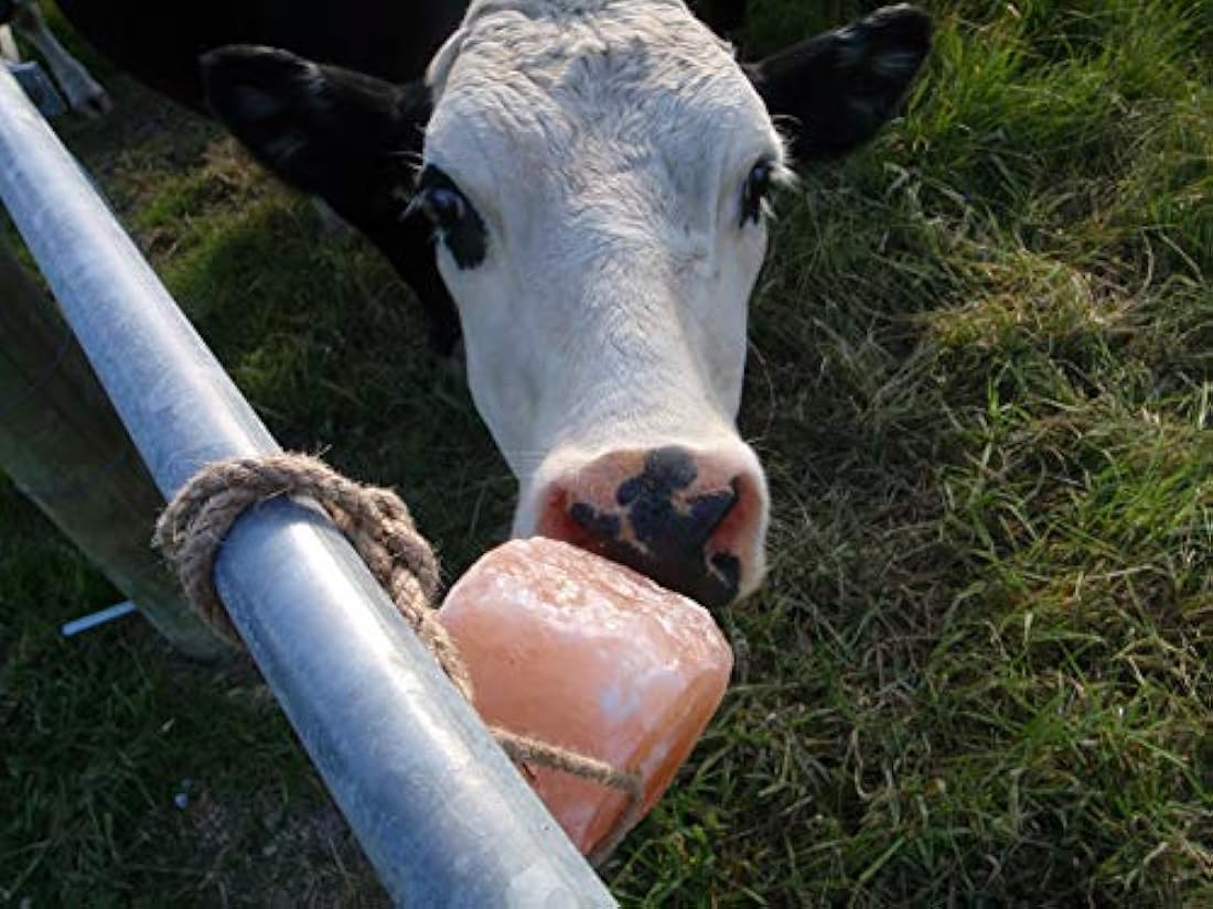 Sal de Himalaya para Animales, Mineral, 6 lbs, Lick Pink Sal