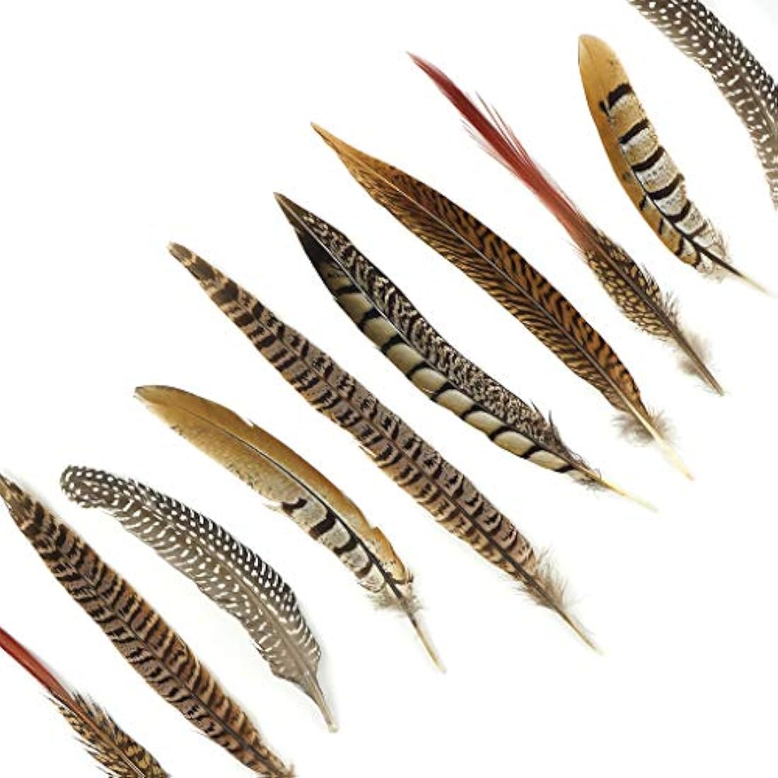 Plumas de cobayas naturales y faisán surtidas Cola de faisán