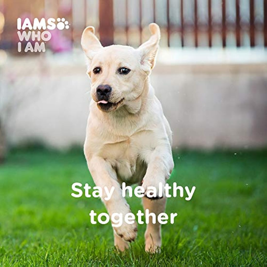 Iams Proactive Health - Alimento seco para perros