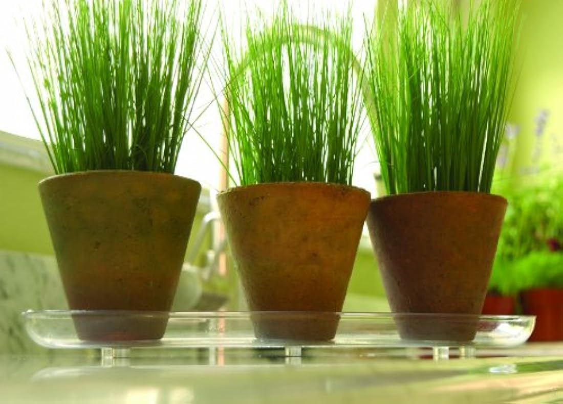 Plato ovalado, transparente, 12