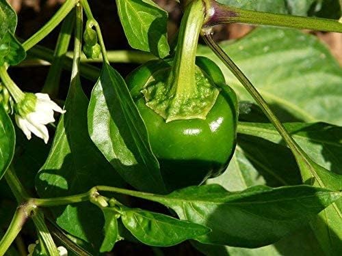 Semillas de Pimiento California Wonder - RDR Seeds - Heirloom Non-GMO