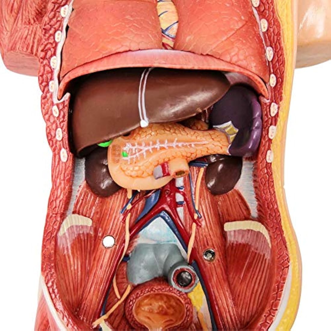 Modelo de cuerpo humano para niños, 15 piezas 11 pulgadas a