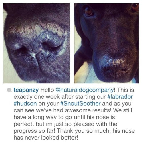 Remedio totalmente natural para narices para perro