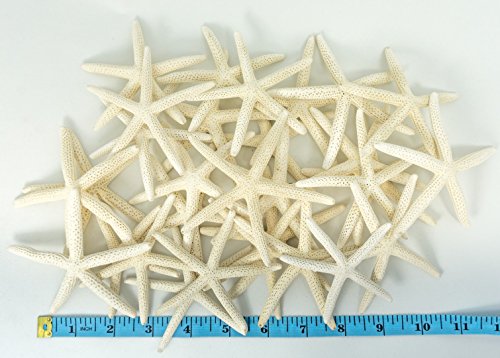 Decoracion de estrllas marinas 3' a 4