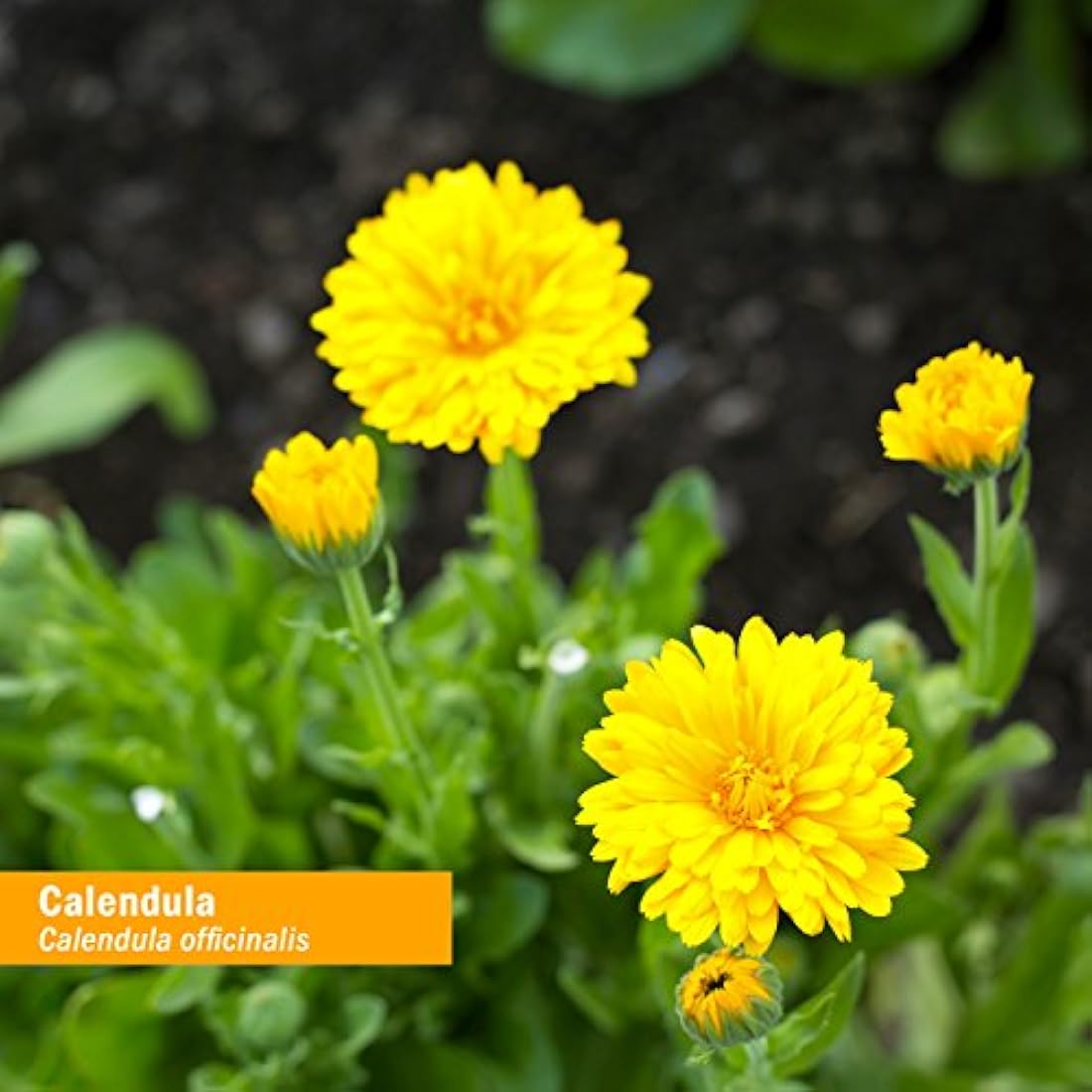 Aceite orgánico certificado de caléndula 1 onza