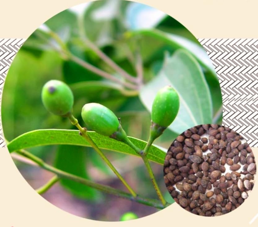 35 Semillas de Canela Cinnamomum verum - Rápido Crecimiento