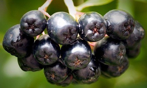 Aronia Berry Extract Powder 20:1 Concentration