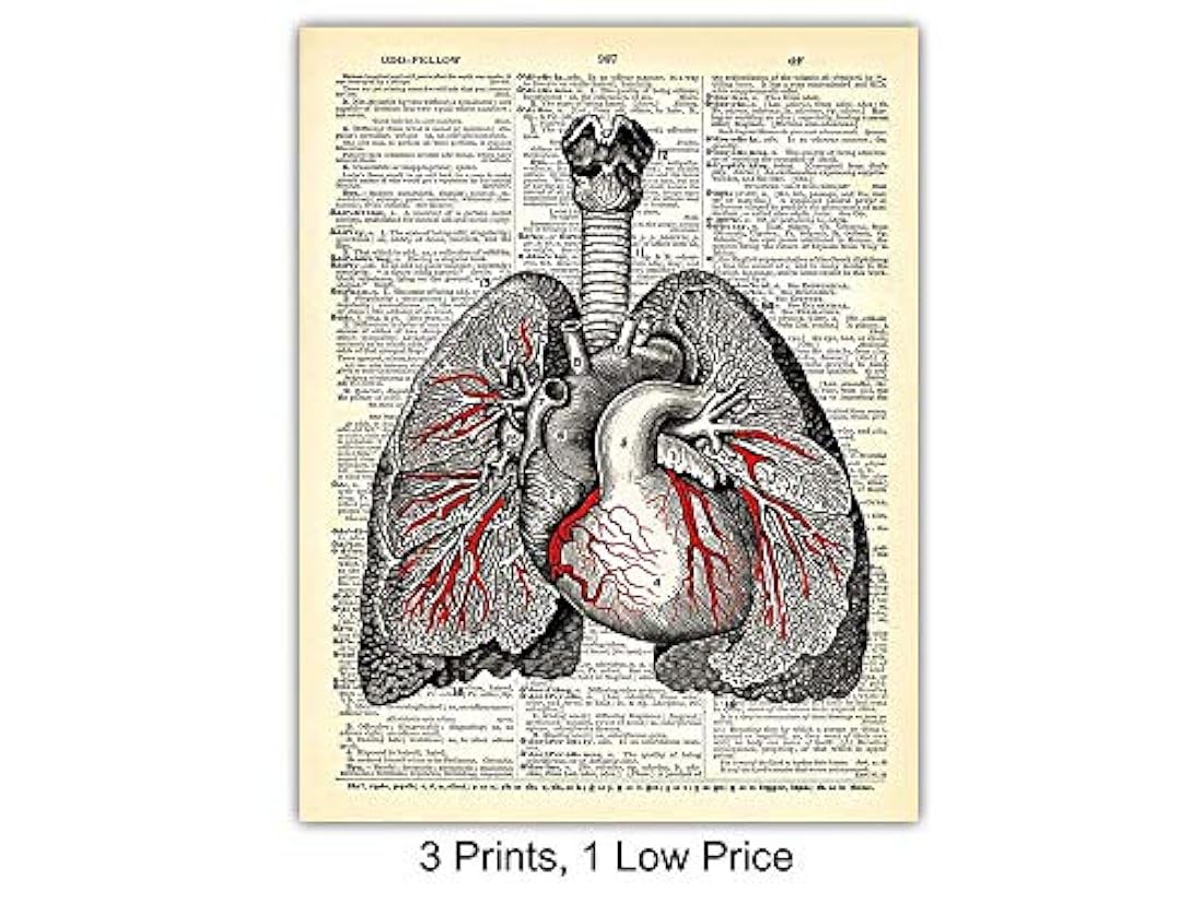 Diccionario gótico de órganos de anatomía vintage - 8x10