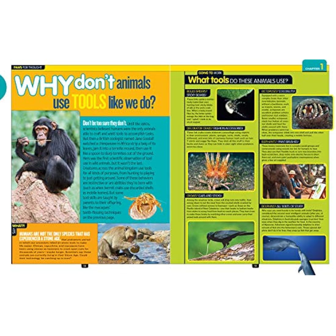 National Geographic Kids