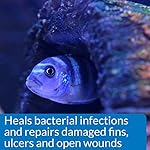 Extracto natural árbol té para curar infecciones bacterianas