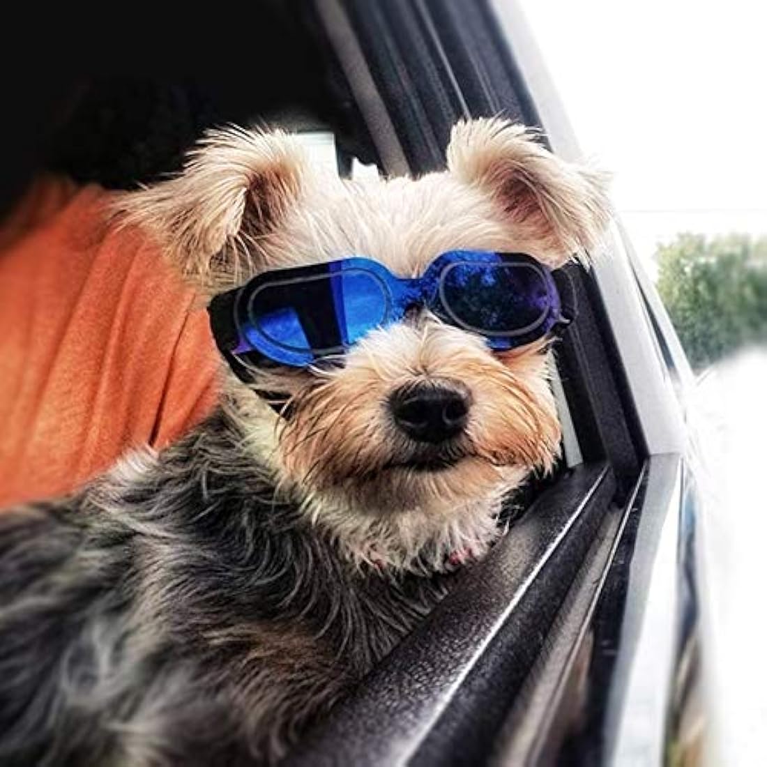 Gafas para perros con protección UV