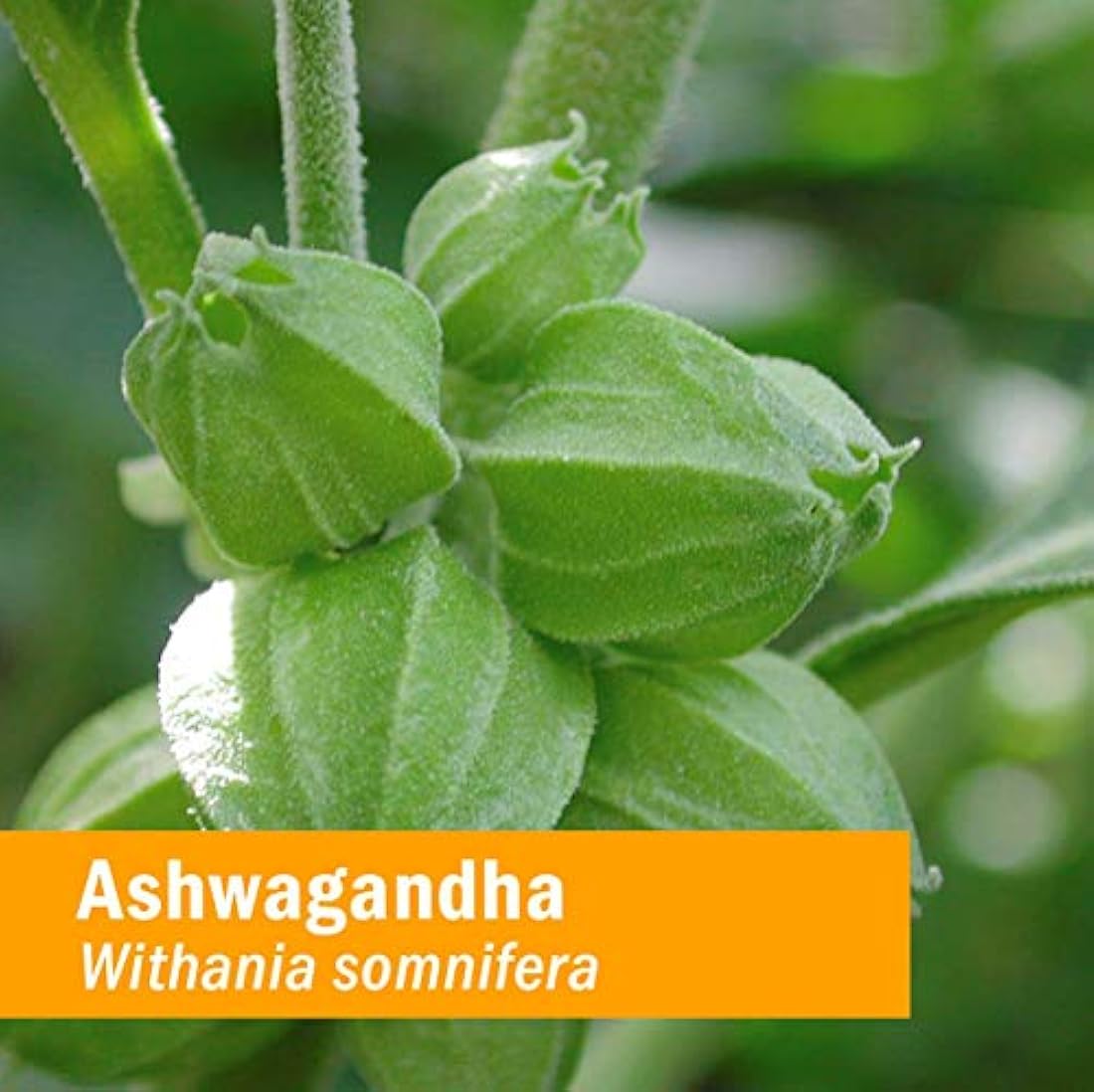 Extracto orgánico certificado de Ashwagandha para la energía