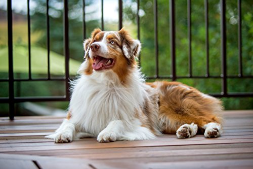 Alimento para perros, sabor carne