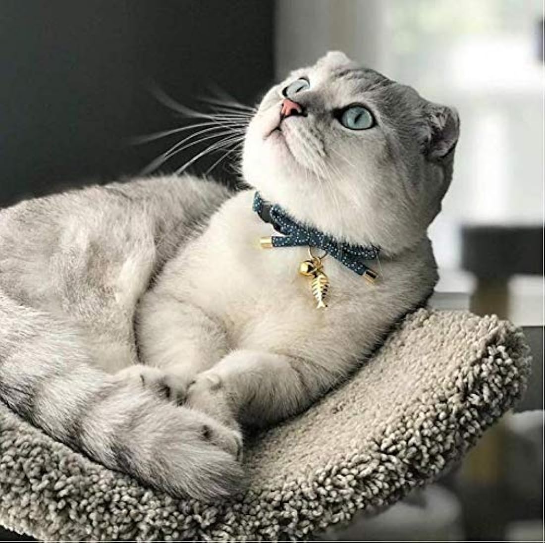 Collar para gato con campana