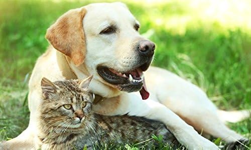 Capsulas relajantes para gatos PET SUPPLEMENTS