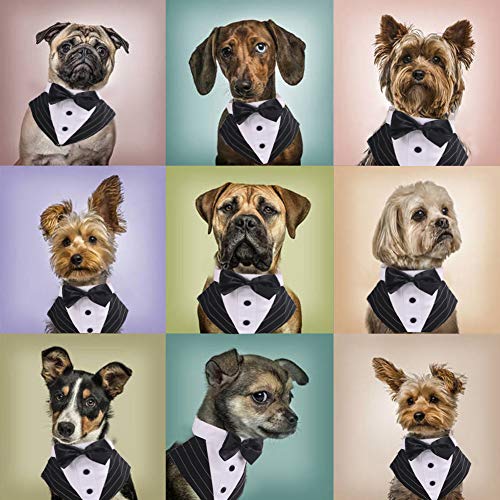 Conjunto de disfraz de esmoquin para perro pequeño