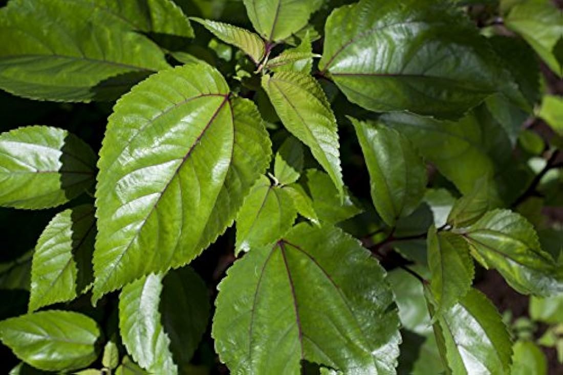 mamaki té,suplemento de hierbas, hojas de mamaki