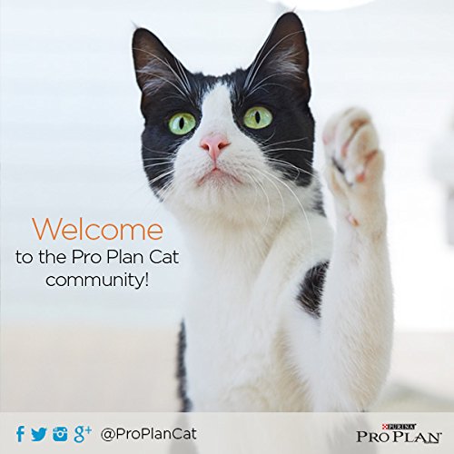 Purina Pro Plan para gatos Fórmula de salmón y arroz