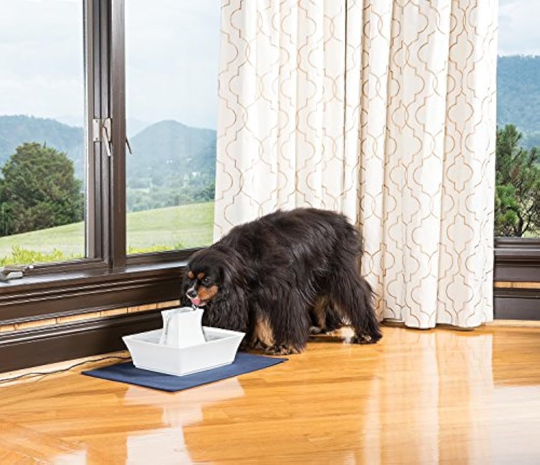 Fuente de agua para perros y gatos.
