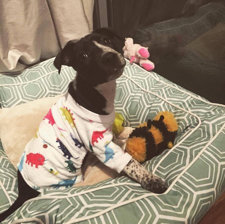 Pijama para perros CuteBone Dog