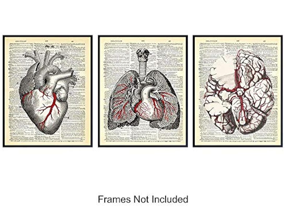 Diccionario gótico de órganos de anatomía vintage - 8x10