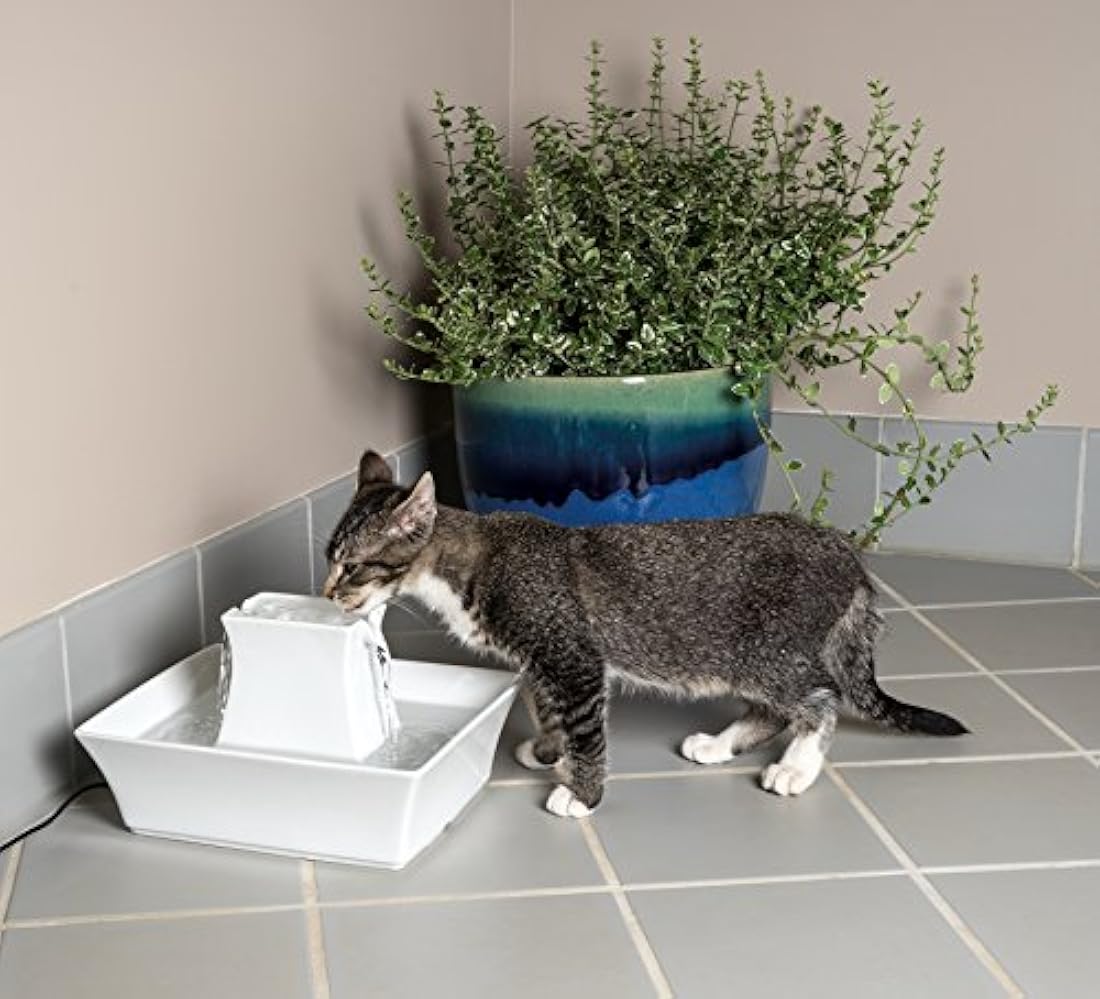 Fuente de agua para perros y gatos.