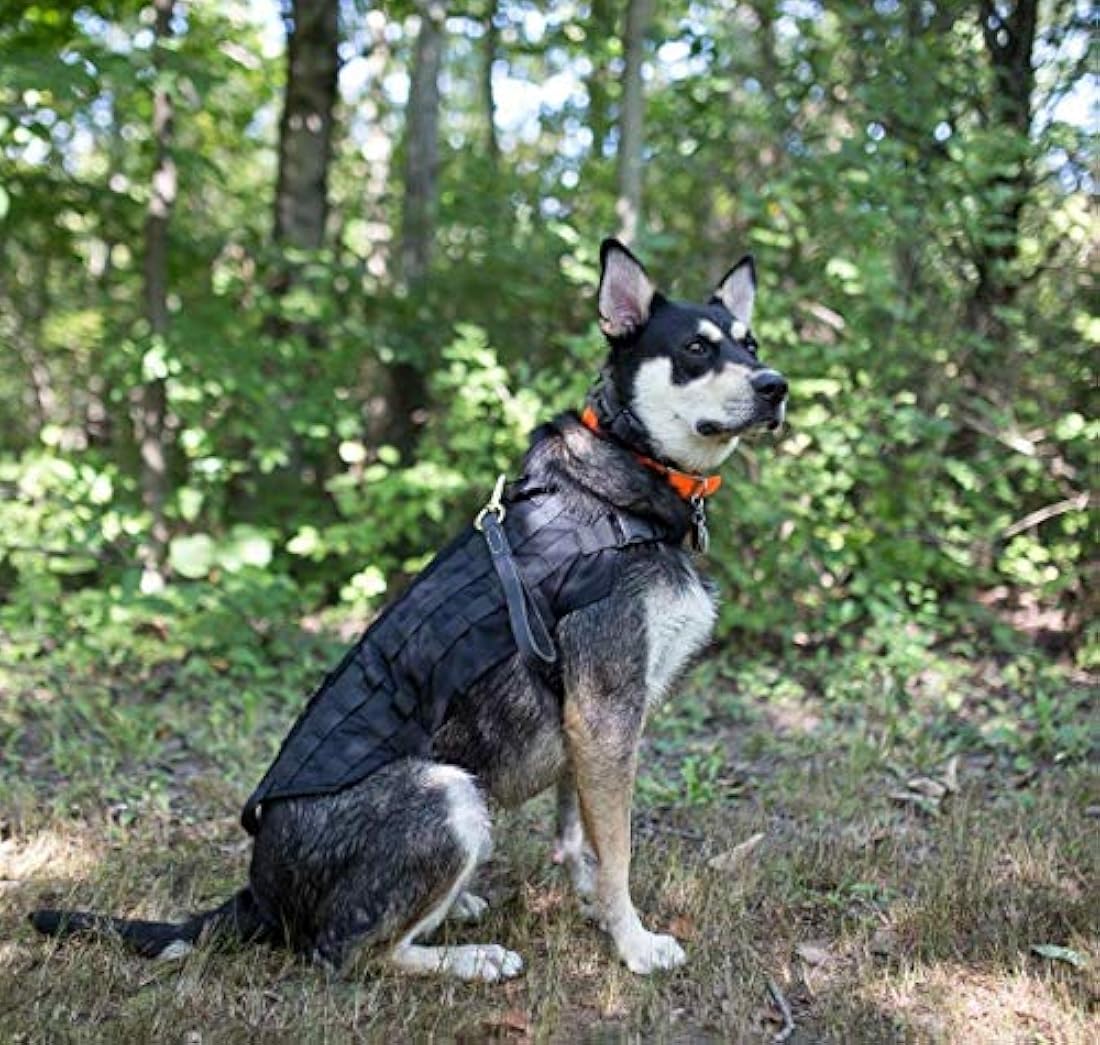 Correa corta de piel para perro 12 pulgadas
