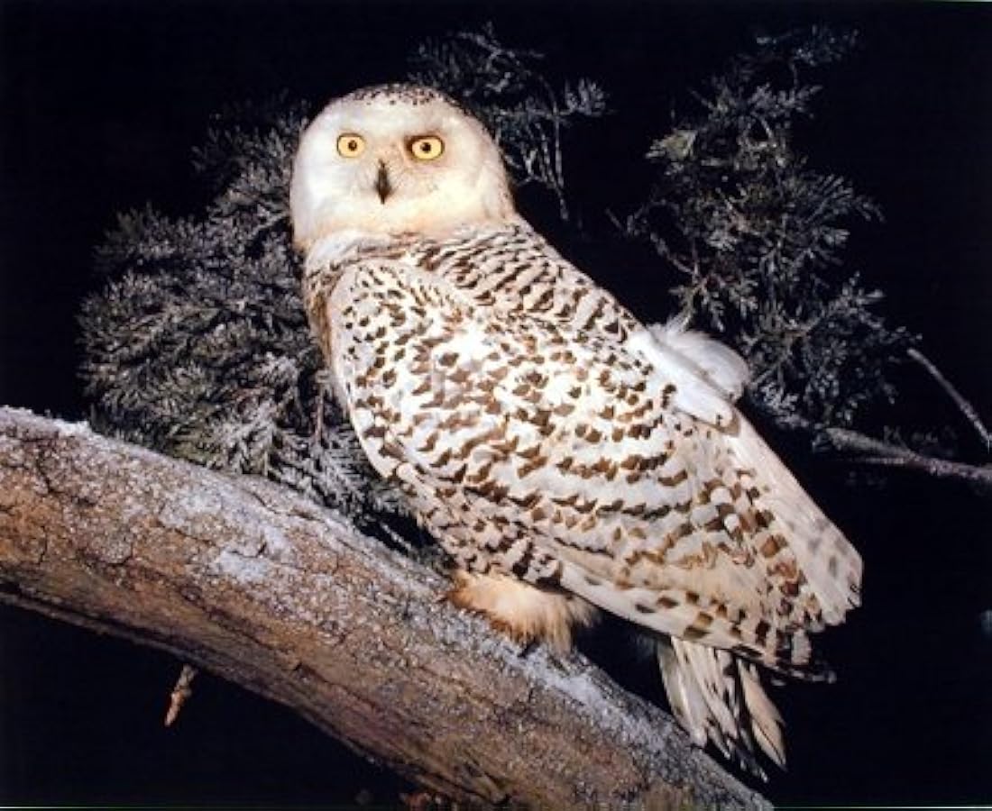 Nieve Búho Naturaleza Animal Vida Silvestre (16 x 20)