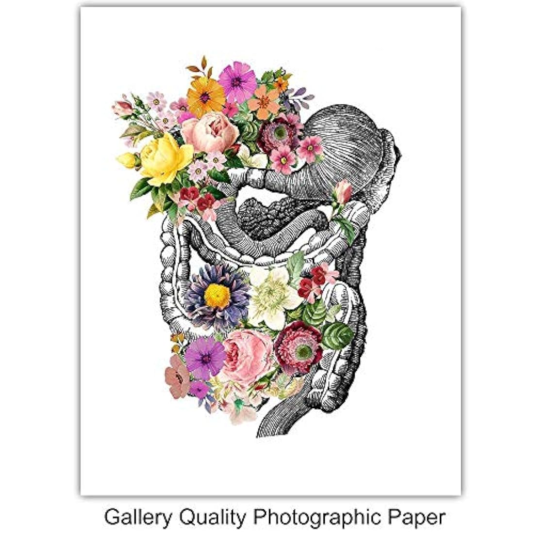 fotos sin marco -Corazón pulmones cerebro intestinos