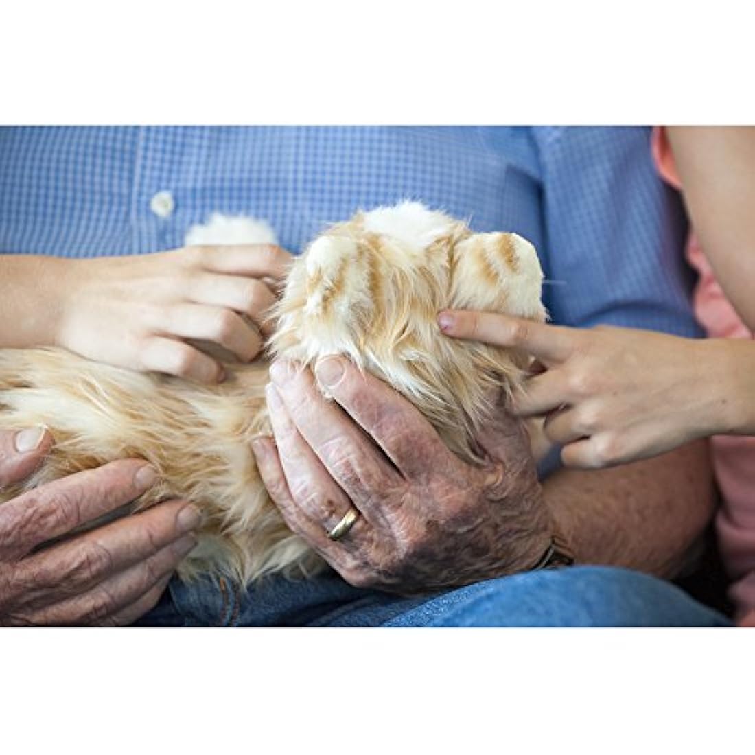 Entretenimiento para todos los gatos