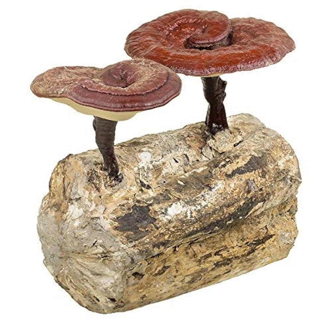 Cápsulas vegetarianas 450 mg 100 Cápsulas