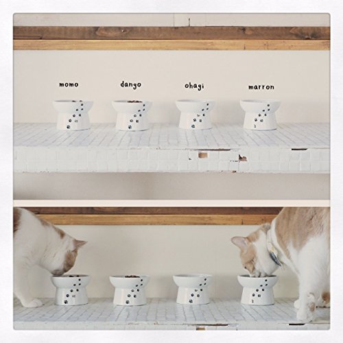 Plato de comida para gatos