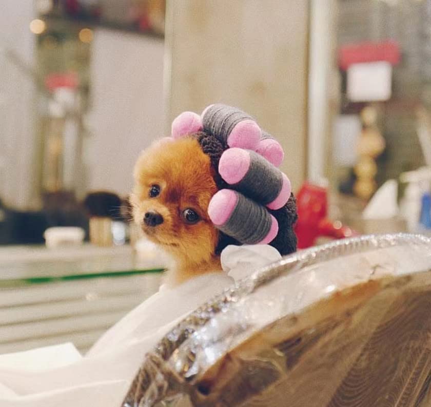 Dog Wig Curly Hair Dog Hat Pet Dog Costume Adjustable Dog Wigs for Small Dogs Cat Wig Funny Pet Hat Dog Head Wear Apparel Toy for Halloween, Parties and Photo Shoots