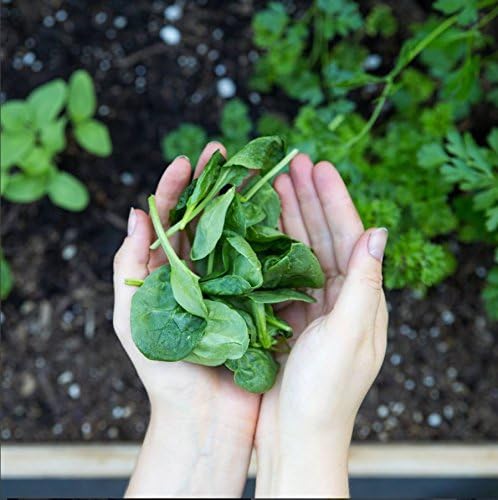 Suplemento Amazing Grass Superfood bayas verdes