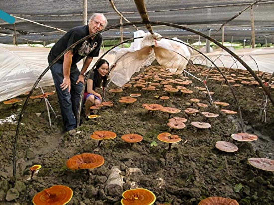 Cápsulas vegetarianas 450 mg 100 Cápsulas