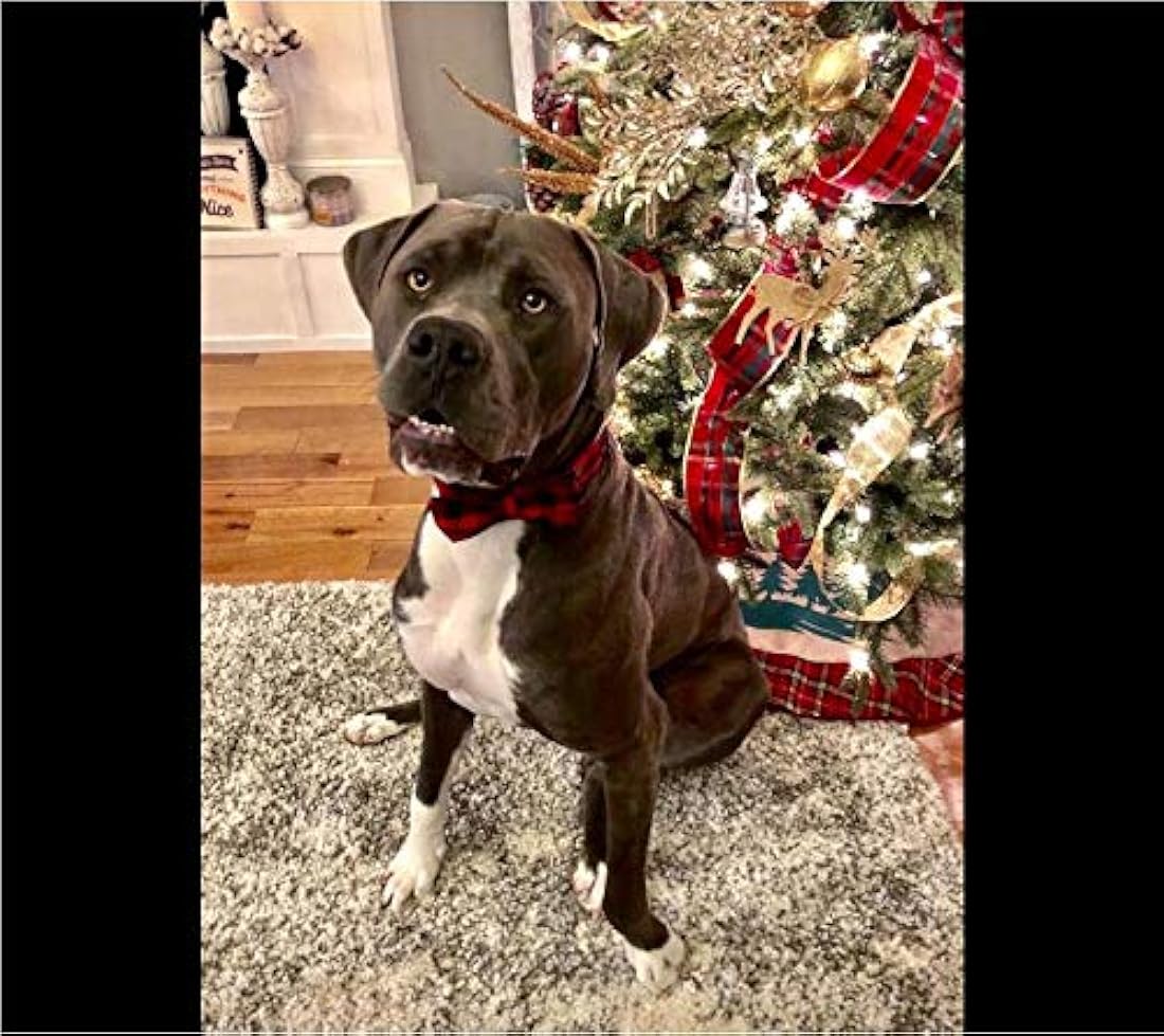 Corbatín para mascotas, perros o gatos