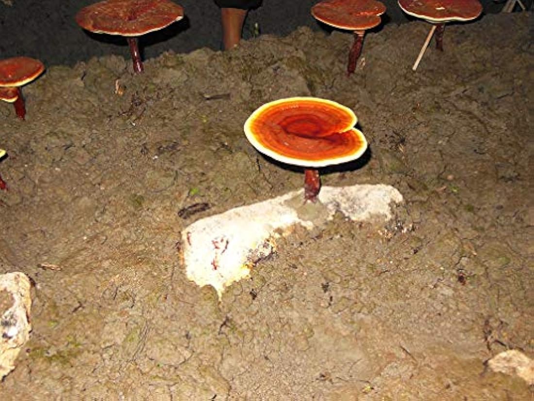 Cápsulas vegetarianas 450 mg 100 Cápsulas