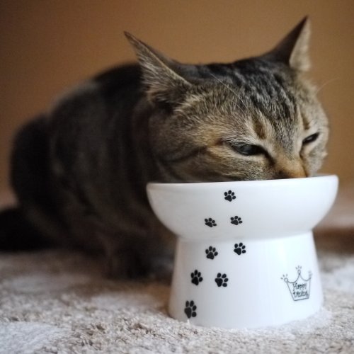 Plato de comida para gatos