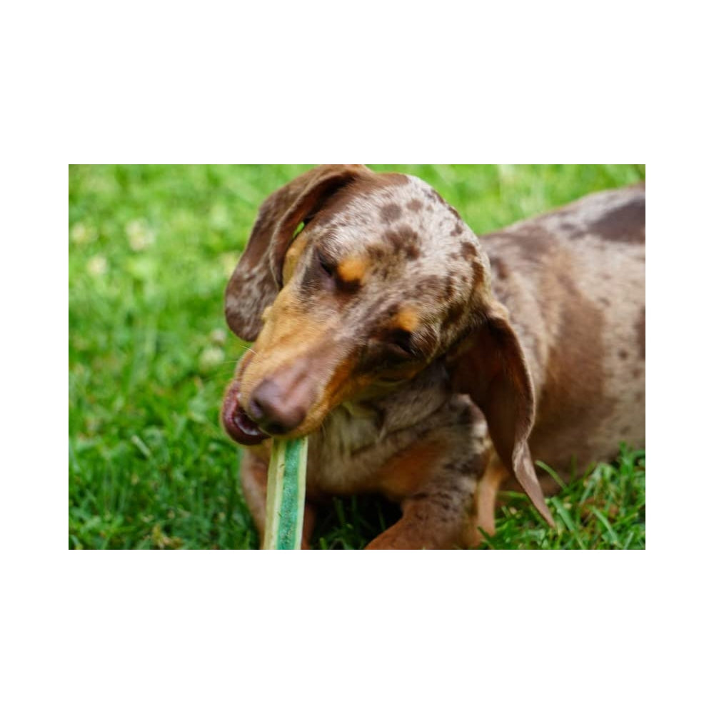 Vitaminas Cuernas de alce divididas de perros con vitaminas