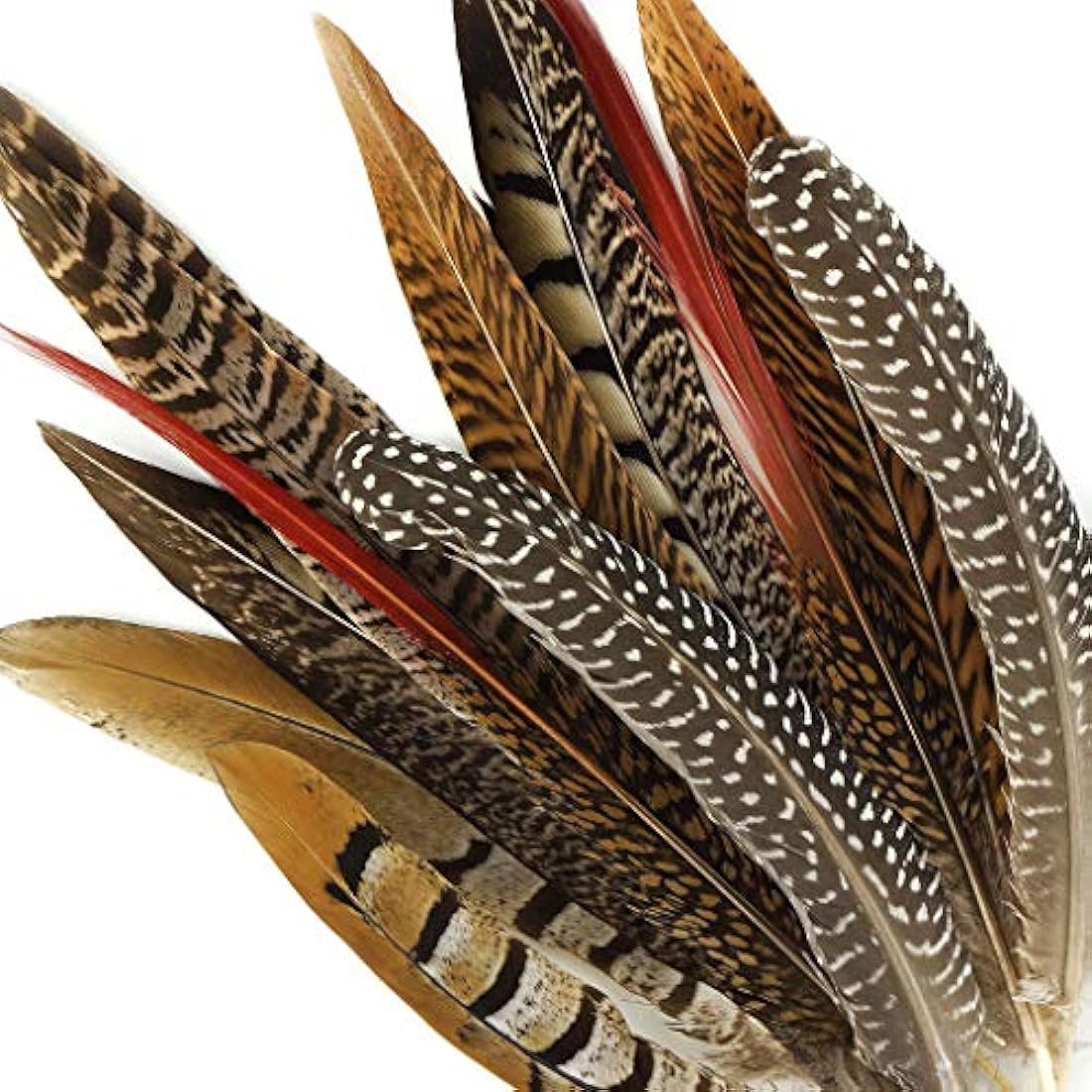 Plumas de cobayas naturales y faisán surtidas Cola de faisán