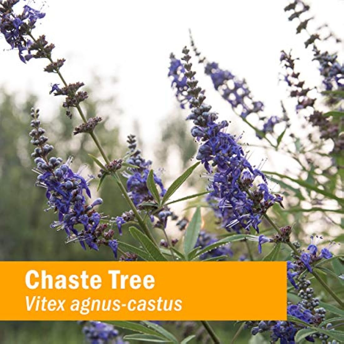 zacate Pharm PMS Comfort Fórmula Herbal para apoyo