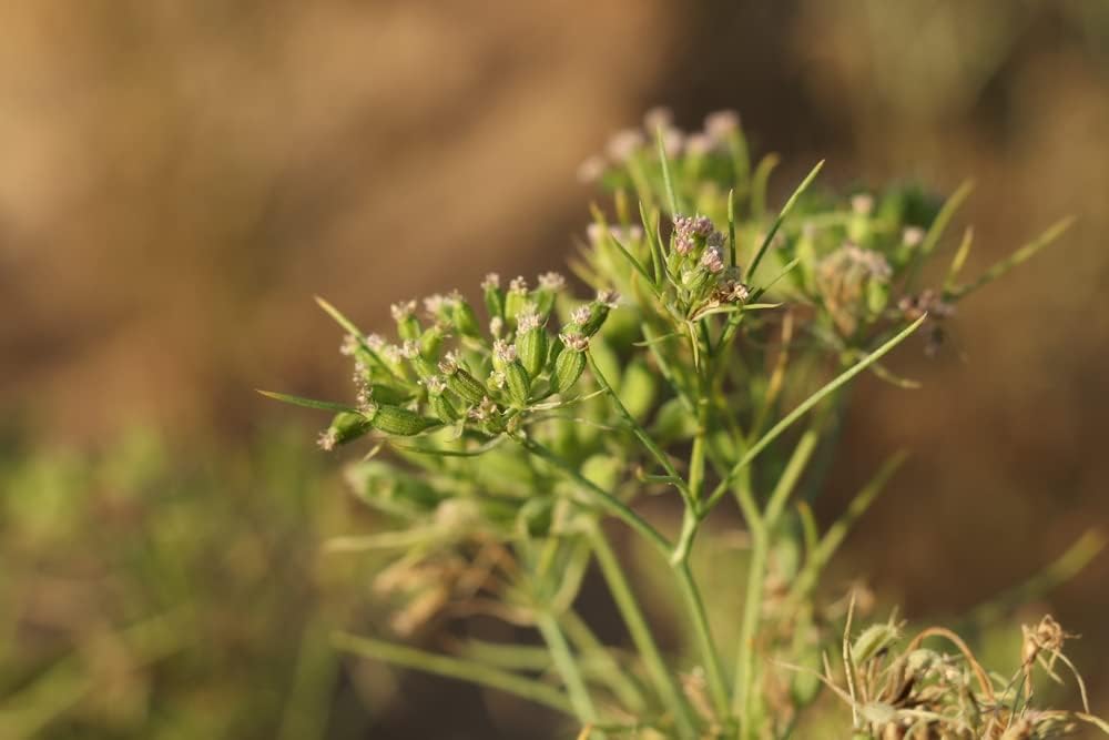 Semillas de Comino, Isla's Garden Seeds, No GMO, 300+ semillas