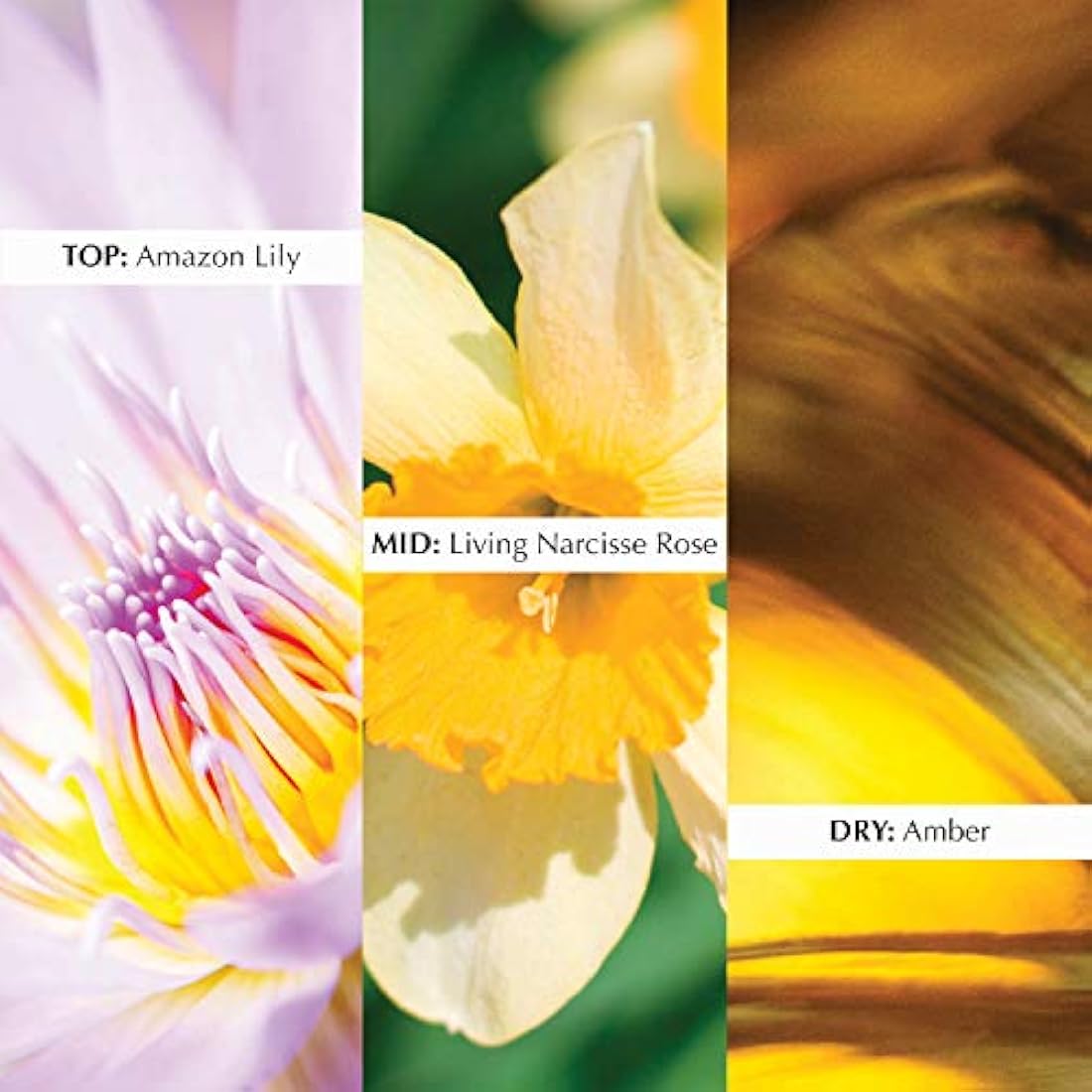 Perfume en spray White Elizabeth Taylor, para mujeres