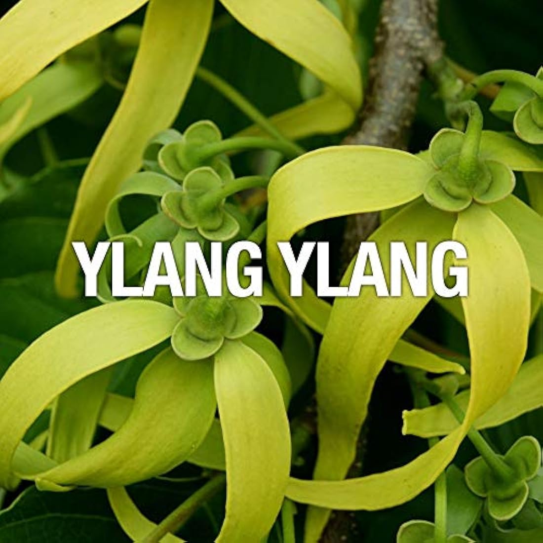 Juego de perfume para mujer por Paul Sebastian