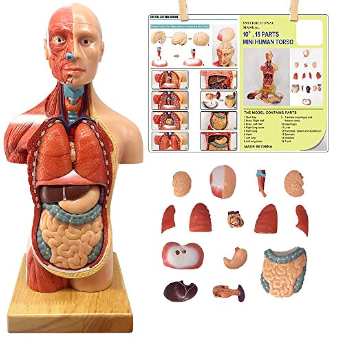 Modelo de cuerpo humano para niños, 15 piezas 11 pulgadas a