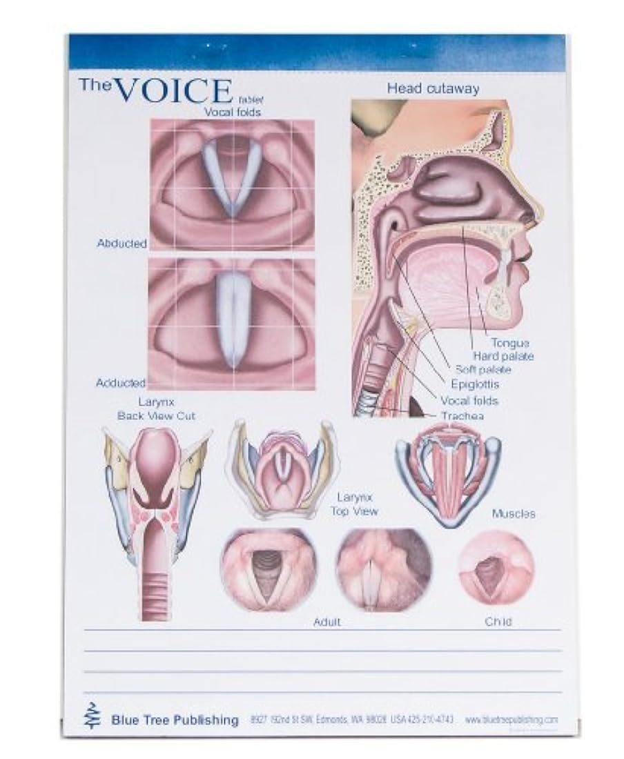 Voz, tragar, Speech producción Tablets, set-50 Hojas por tablet-3 tabletas por package-8 1/4" W, 11 5/8" T