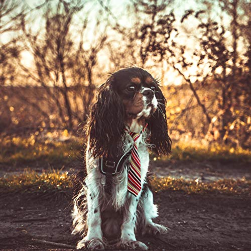 Corbatas para el cuello de perro, 30 corbatas para perro segarty, corbatas ajustables para perros medianos y grandes, collar de corbatas para mascotas, accesorios de aseo para perros, para niñas, niños, perros, San Valentín, cumpleaños, bodas, disfraces