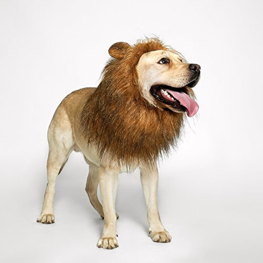 Peluca de melena de león para perro, realista y divertida