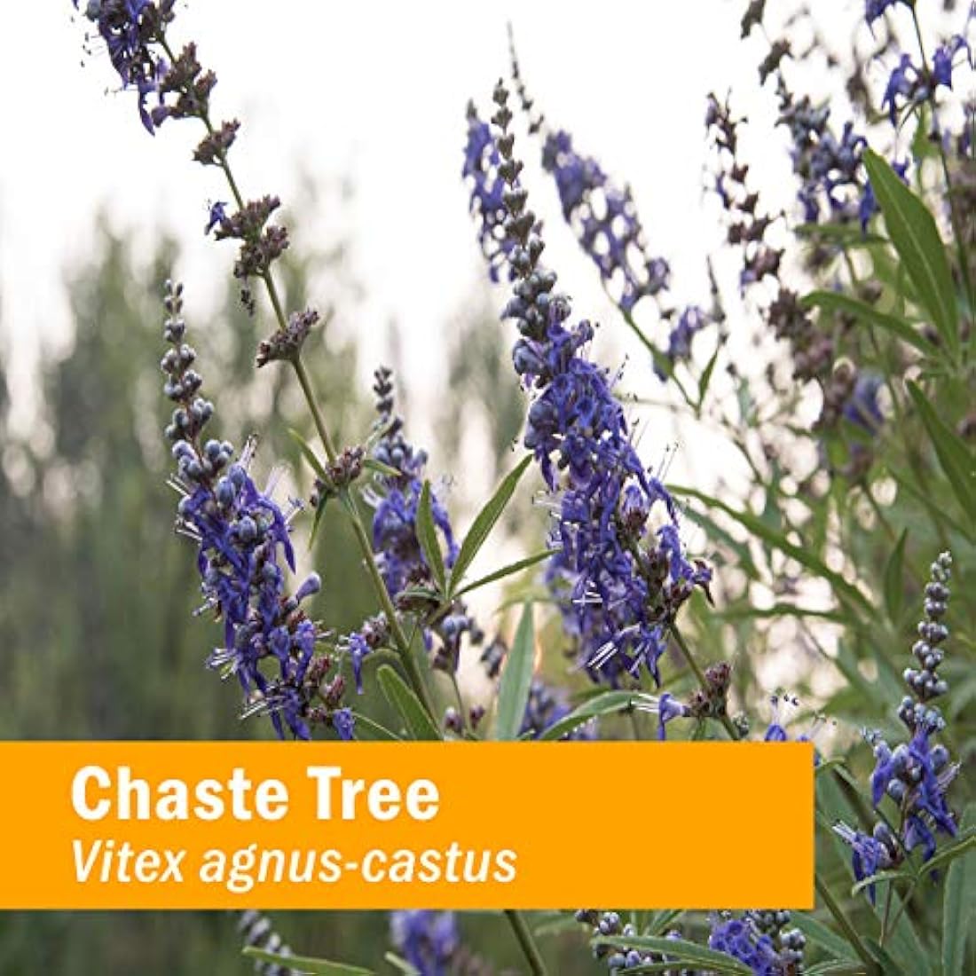 Extracto de árbol caste de hierbas para soporte de sistema