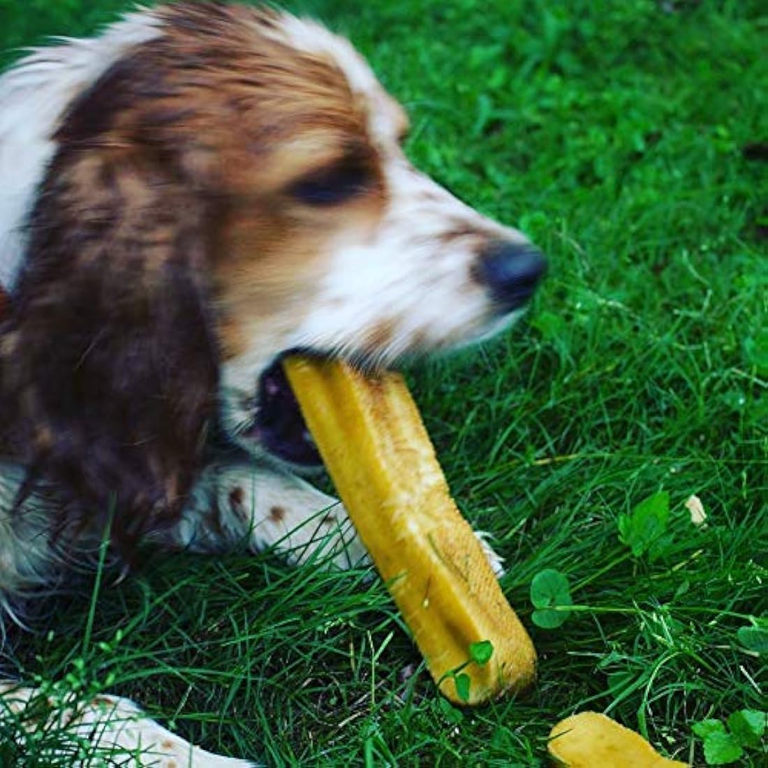 Masticar para perros tibetanos con queso del Himalaya